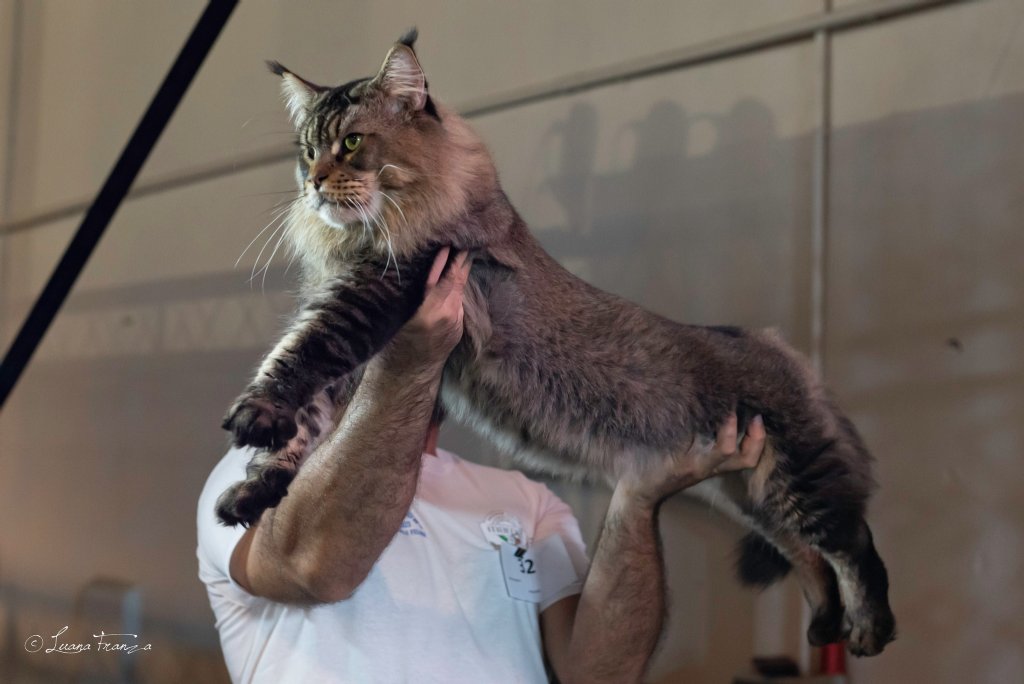 gatto in mostra foto firmata