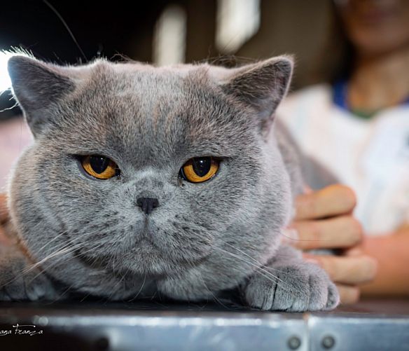 15012026 paestum cat show