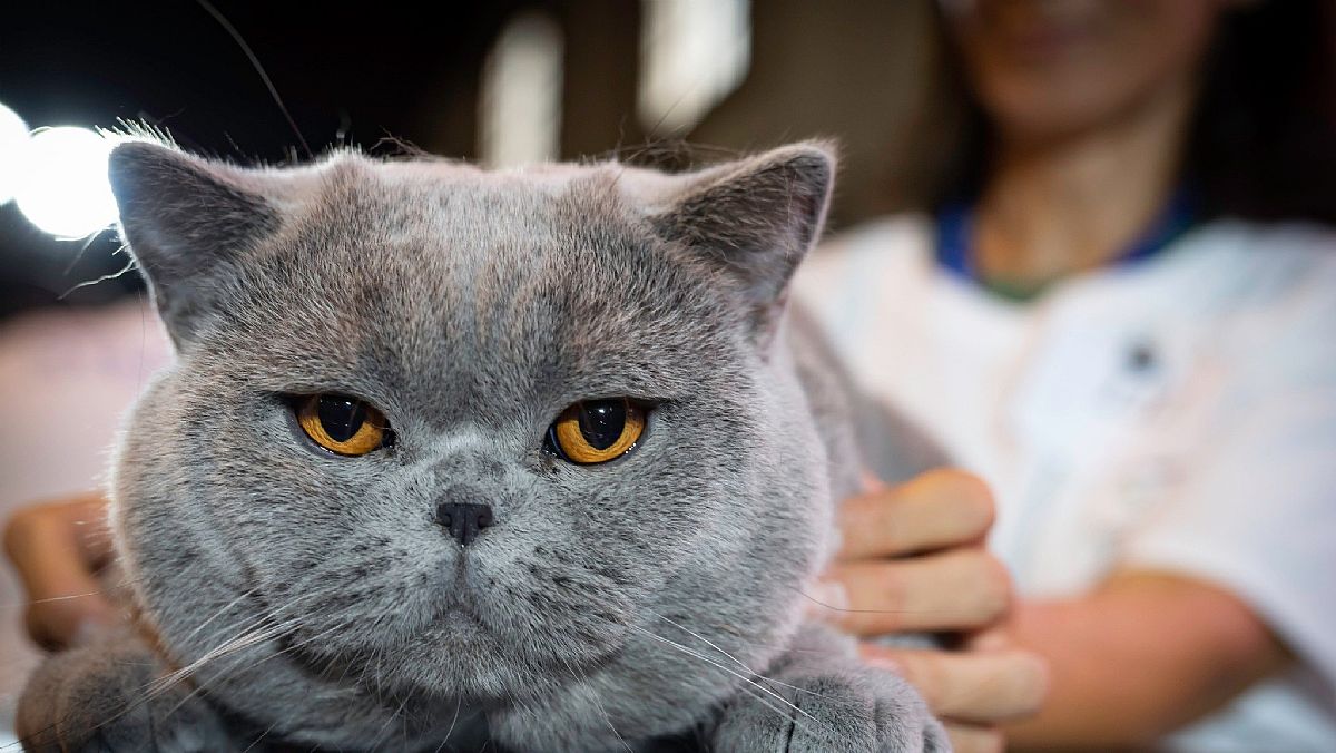 15012026 paestum cat show