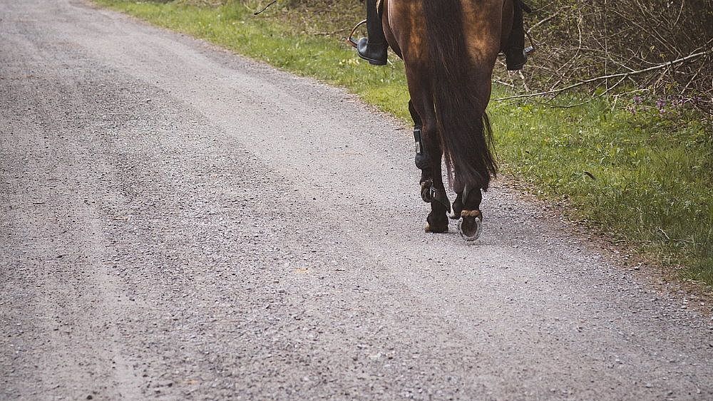 15022022 horseback riding 6281476 1920