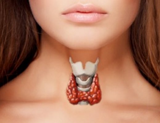 15032013 anatomia e fisiologia della tiroide