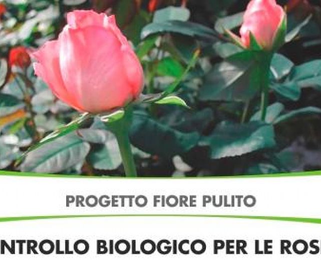 15032014 Progetto fiore pulito