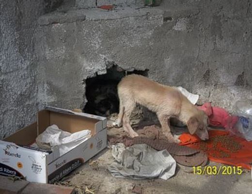 15032015 cuccioli abbandonati