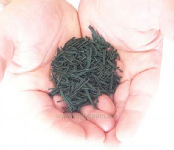 15032020 spirulina acciaroli pollica