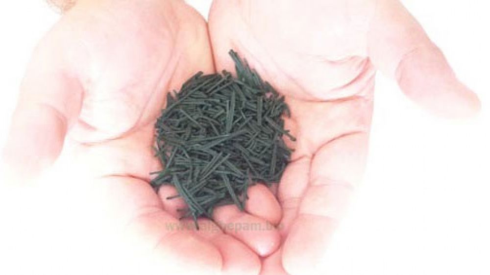 15032020 spirulina acciaroli pollica