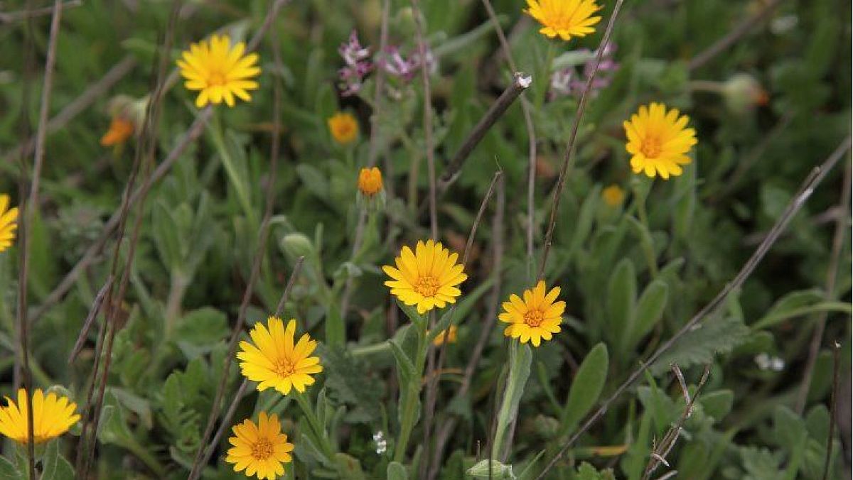 15032024 primavera fiori 15032024 primavera fiori