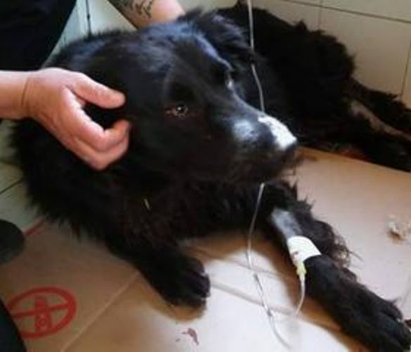15042017 cane nerone capaccio
