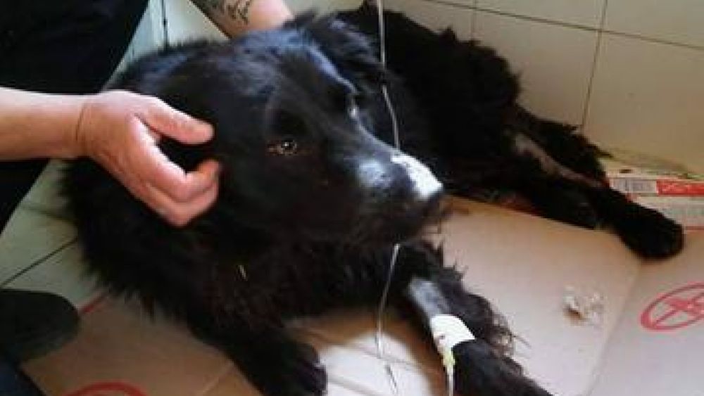 15042017 cane nerone capaccio