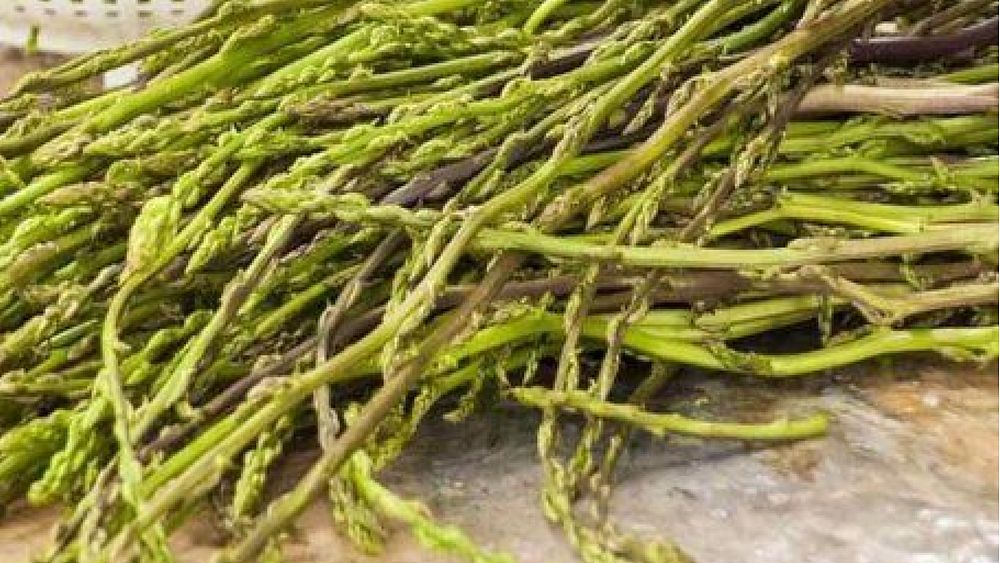 15042023 asparago selvatico