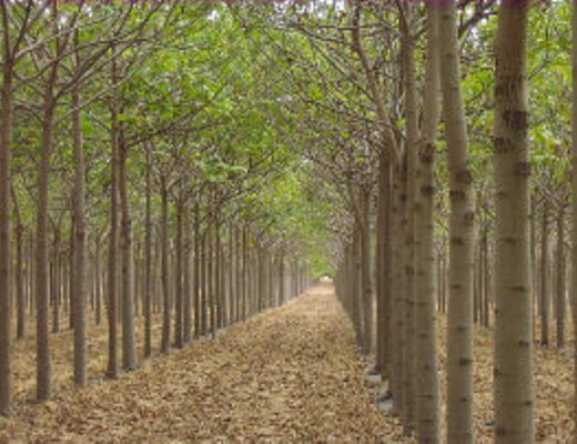 15052013 Paulownia clone 112