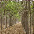Economia foto - 15052013 Paulownia clone 112