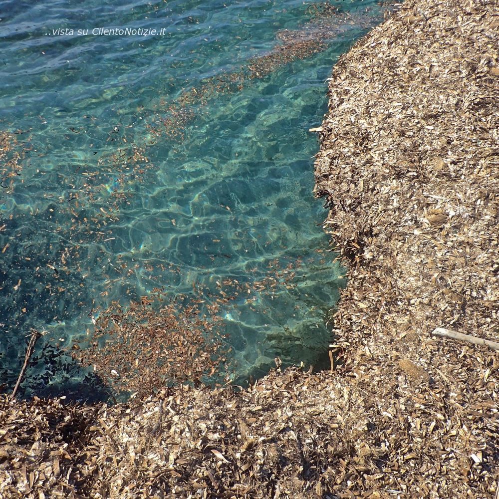 posidonia saint tropez