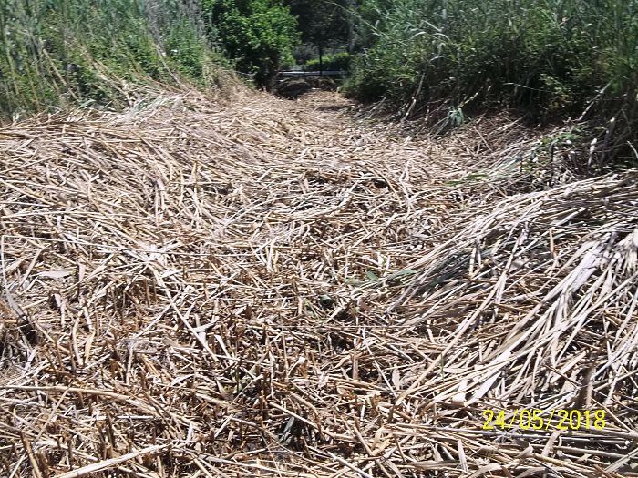 ruscello chiuso da canne tagliate