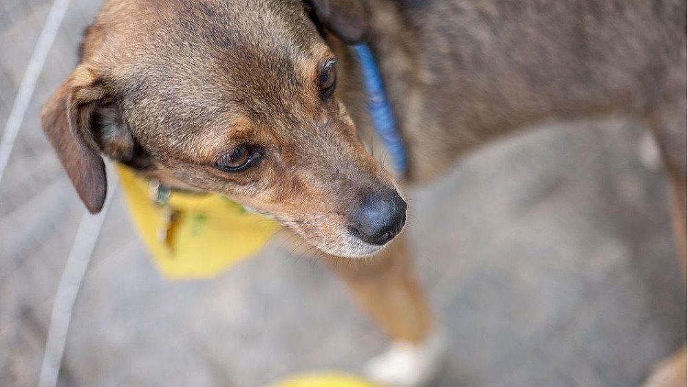 15052020 adozioni animali