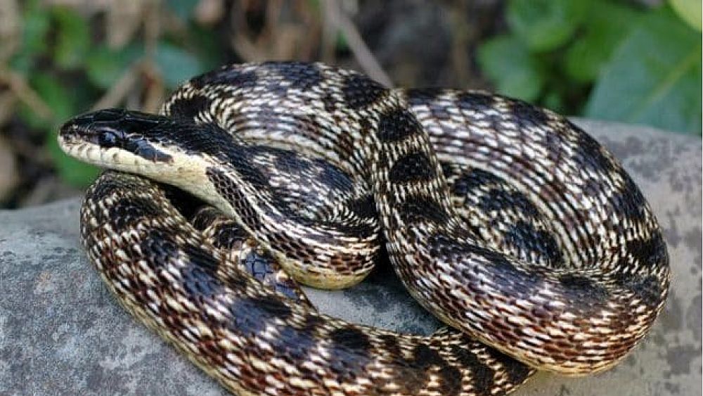 15062020 cervone serpente