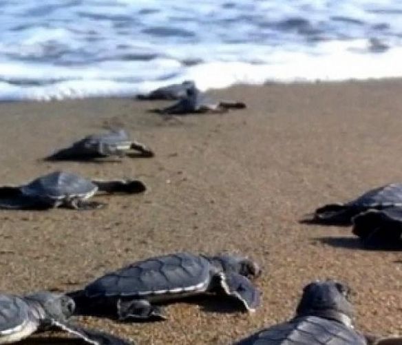 15062022 schiusa tartaruga caretta