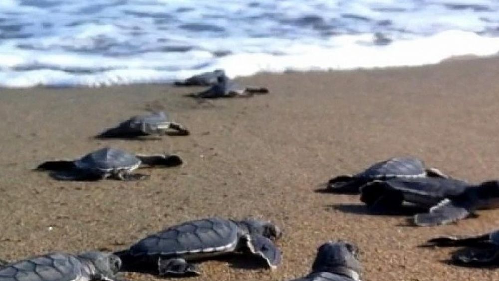 15062022 schiusa tartaruga caretta 15062022 schiusa tartaruga caretta