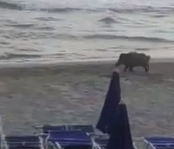 15072018 cinghiale spiaggia cilento