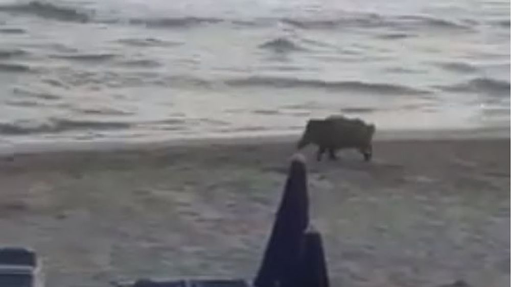 15072018 cinghiale spiaggia cilento