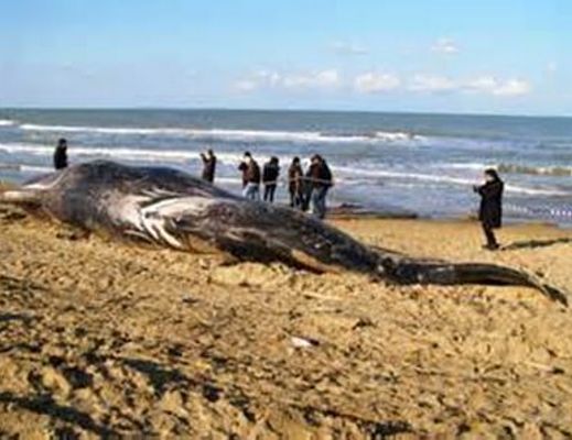 Paolo-Abbate foto - 15092014 capidogli spiaggiati