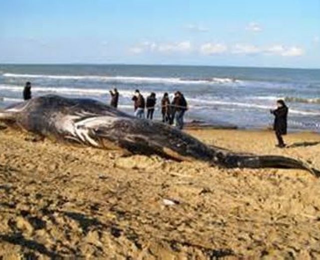 15092014 capidogli spiaggiati