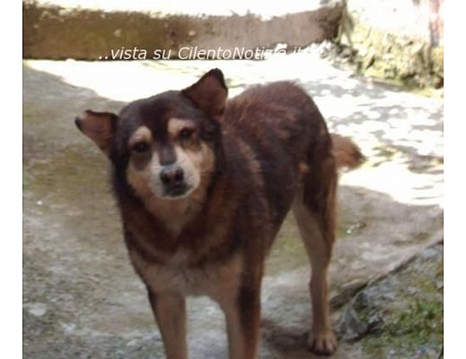 Paolo-Abbate foto - 15102013 cane abbandonato