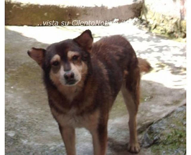 15102013 cane abbandonato