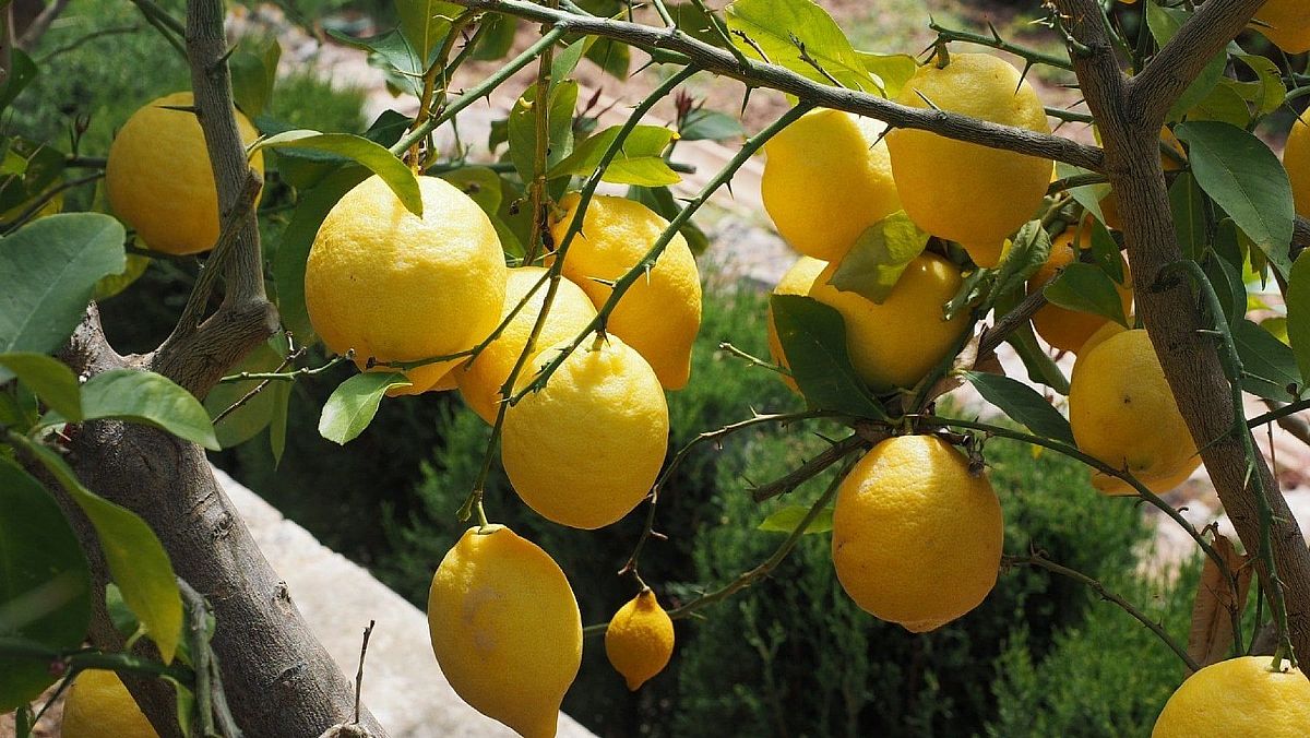 15102024 limoni 15102024 limoni