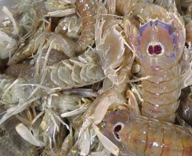 15112013 Cicale di Mare