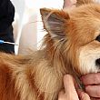 Castellabate Notizie foto - 15112016 microchip cane