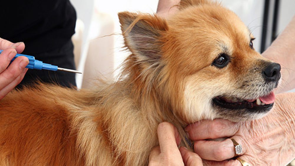 15112016 microchip cane