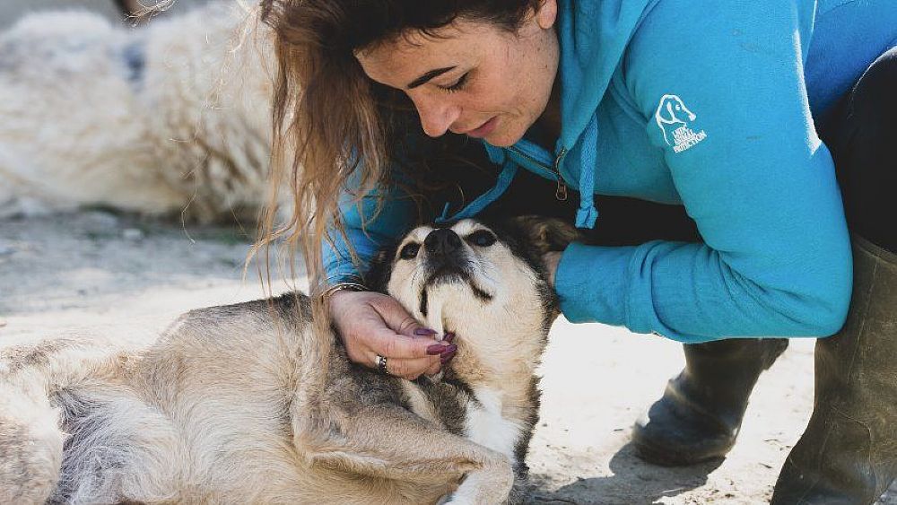 15122022 adotta cane