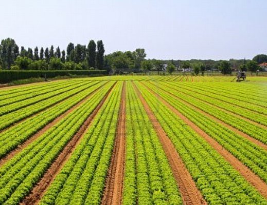 Marisa-Russo foto - 16012013 agricoltura ed economia