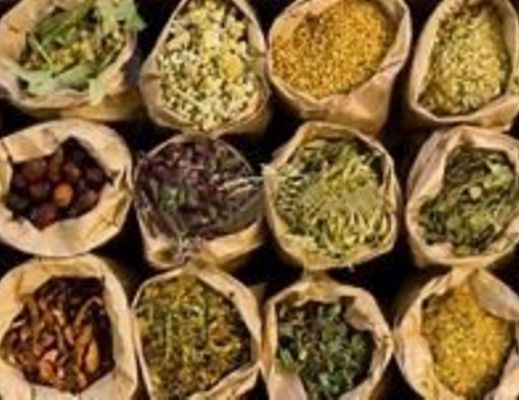 Floriana-Iuliano foto - 16012015 fitoterapia