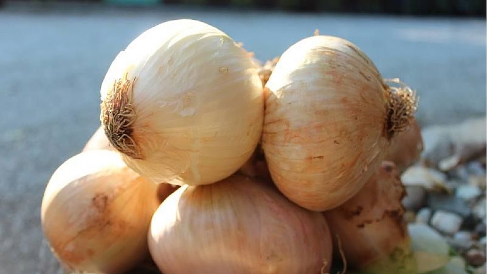 16012020 La cipolla di vatolla