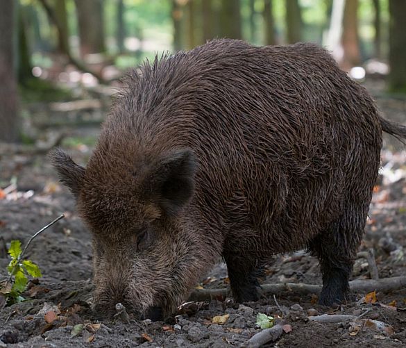 16022018 cinghiale nel bosco