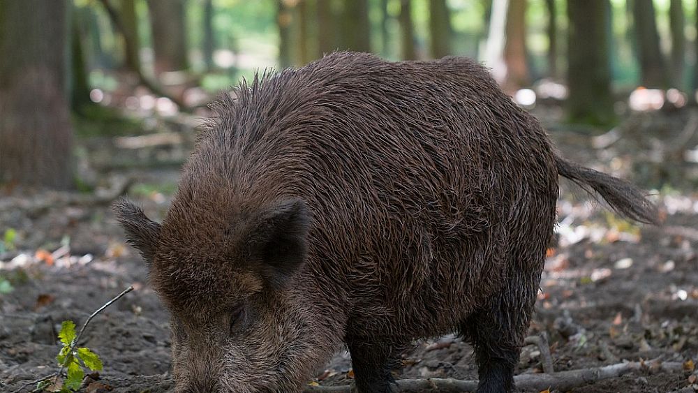16022018 cinghiale nel bosco