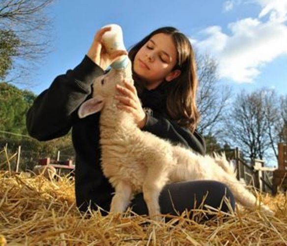 Paolo-Abbate foto - 16022018 santuari animali 1