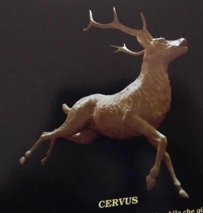 cervus
