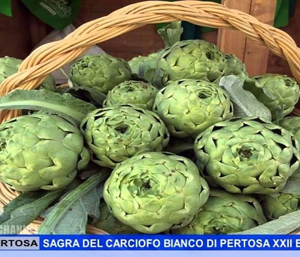 16042019 sagra carciofo bianco pertosa