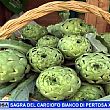 Cilento - Le ultime  Notizie foto - 16042019 sagra carciofo bianco pertosa