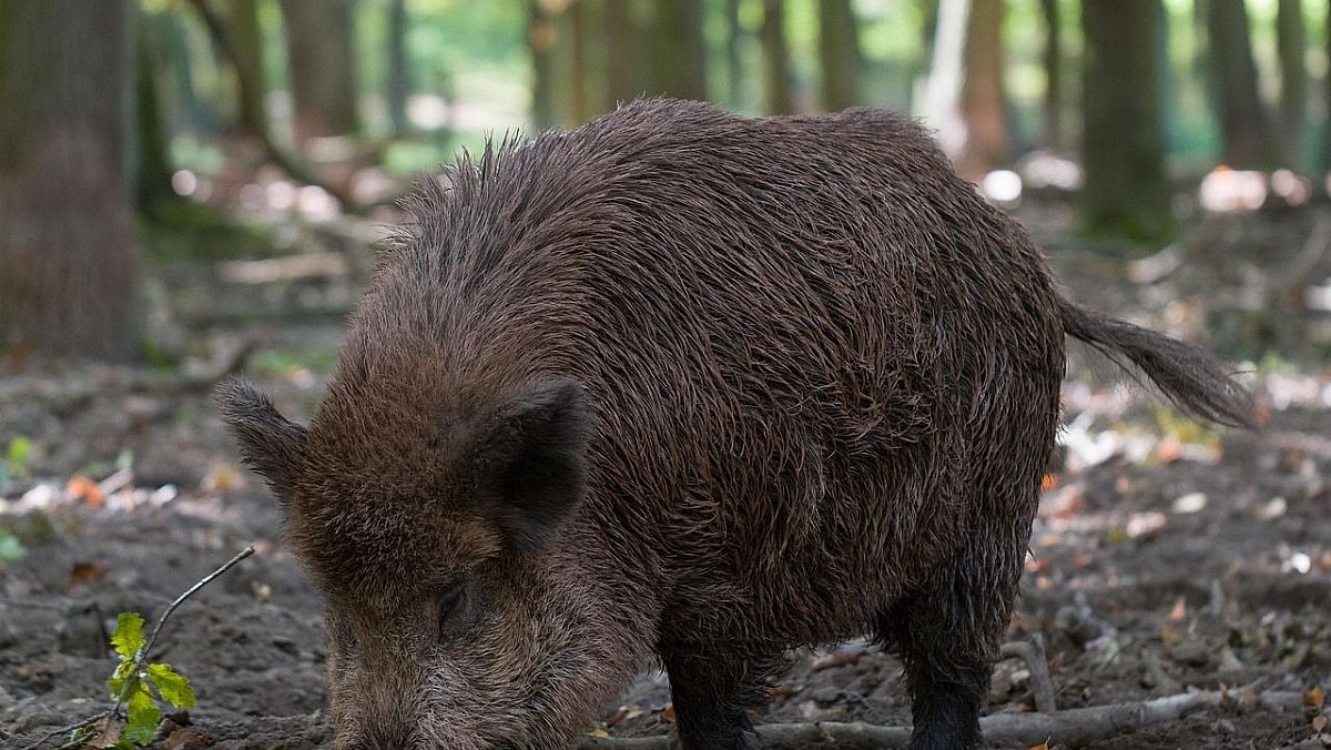 16042025 cinghiale 16042025 cinghiale