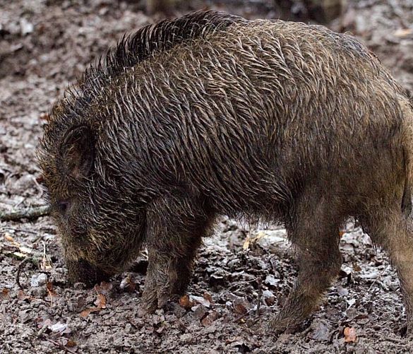 16052019 cinghiale fauna