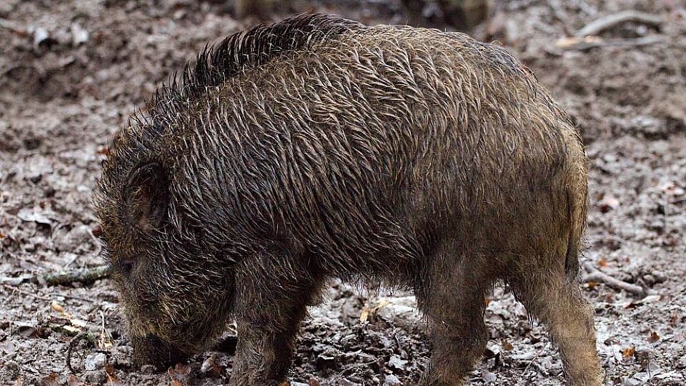 16052019 cinghiale fauna