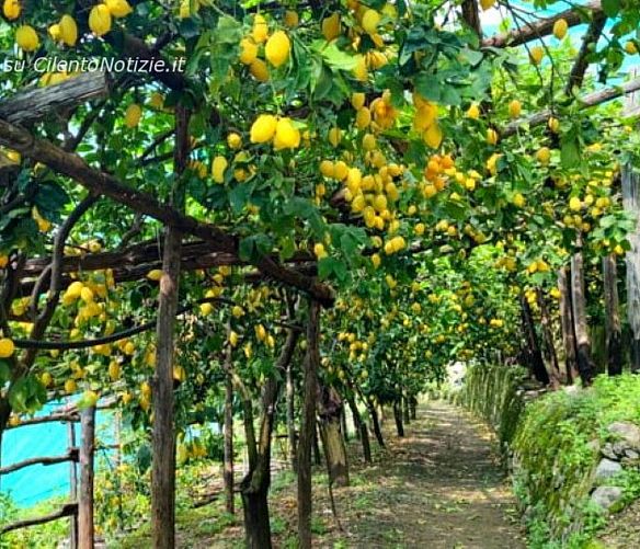 16052022 limoni di amalfi