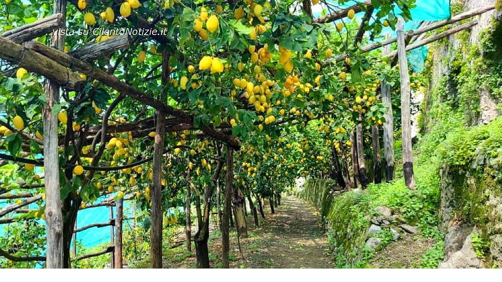 16052022 limoni di amalfi 16052022 limoni di amalfi