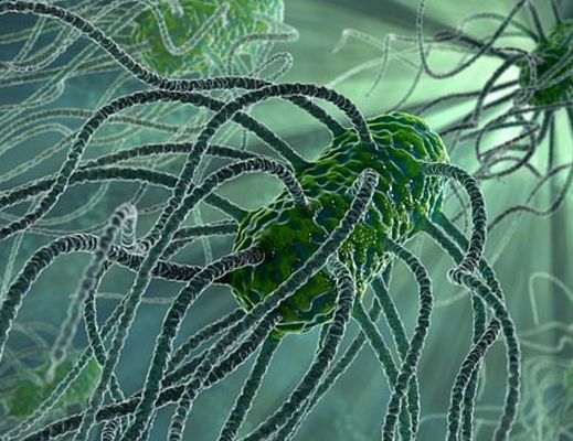 16072013 salmonella bacteria