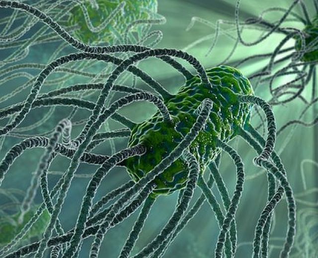 16072013 salmonella bacteria 16072013 salmonella bacteria