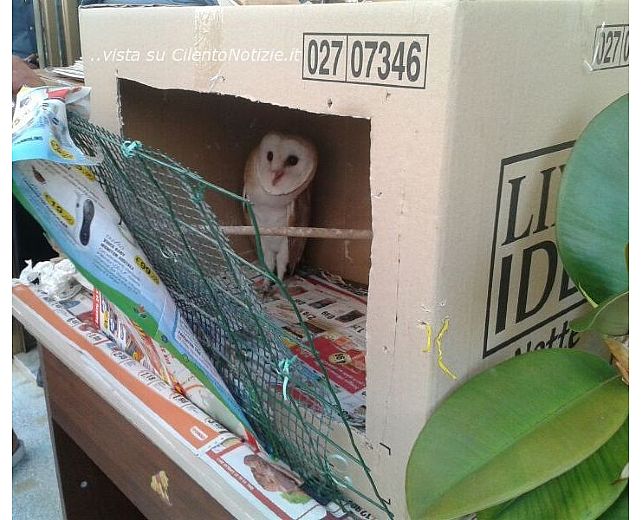 16072013 wwf salerno 03