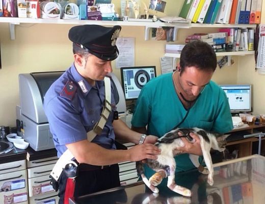 16072014 CARABINIERE GATTO